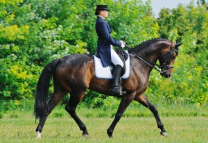 Dressage Jenavive Dore Horse Dentist Victoria